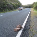 Road Kill