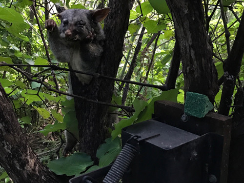 w-17-Aubrey landcare-Dead possum-JB