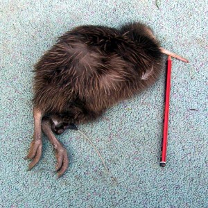 kiwi dog kill-small