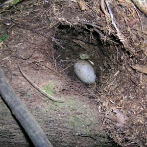 kiwi egg in a burrow-small