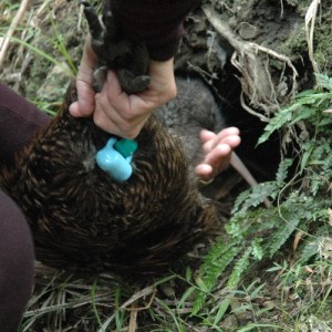 kiwi going into a burrow-small