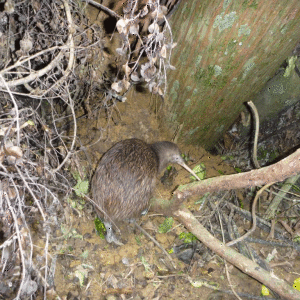 Adult-male-Tahi