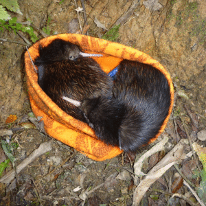 Two-chicks-from-“Old-Fella’s”-nest